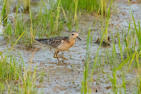 Buff-breasted sandpiper (Calidris subruficollis) Arrozal Bello Horizonte, Madre de Dios, Peru. Nov 5, 2023 Buff-breasted sandpiper,Calidris subruficollis,Geotagged,Peru,Spring