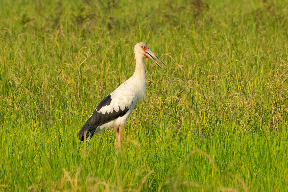 Maguari stork (Ciconia maguari) Arrozal Bello Horizonte, Madre de Dios, Peru. Nov 5, 2023 Ciconia maguari,Geotagged,Maguari stork,Peru,Spring