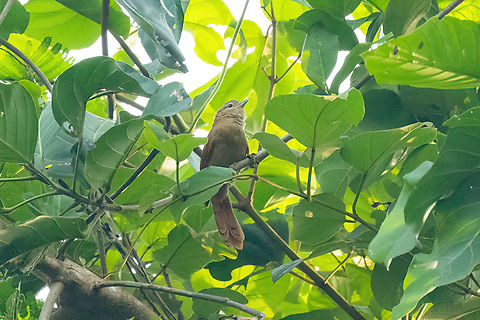 Thripophaga fusciceps (Plain Softtail) Estacion Biologica Los Amigos, Madre de Dios, Peru. Nov 5, 2023 Geotagged,Peru,Plain softtail,Spring,Thripophaga fusciceps