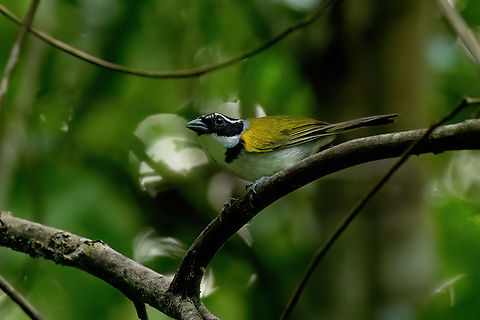 Pectoral sparrow (Arremon taciturnus) Estacion Biologica Los Amigos, Madre de Dios, Peru. Nov 5, 2023 Arremon taciturnus,Geotagged,Pectoral sparrow,Peru,Spring
