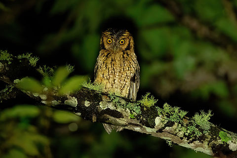 Peruvian screech owl (Megascops roboratus) Gocta Natura Reserva, Amazonas, Peru. 13 Nov, 2023 Geotagged,Megascops roboratus,Peru,Peruvian screech owl,Spring