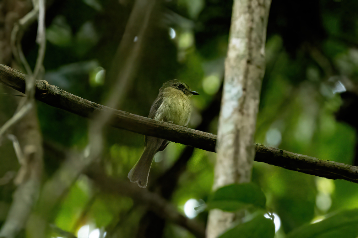 Large-headed Flatbill (Ramphotrigon megacephalum) Estacion Biologica Los Amigos, Madre de Dios, Peru. Nov 3, 2023 Geotagged,Large-headed flatbill,Peru,Ramphotrigon megacephalum,Spring