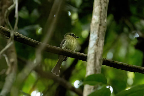 Large-headed Flatbill (Ramphotrigon megacephalum) Estacion Biologica Los Amigos, Madre de Dios, Peru. Nov 3, 2023 Geotagged,Large-headed flatbill,Peru,Ramphotrigon megacephalum,Spring