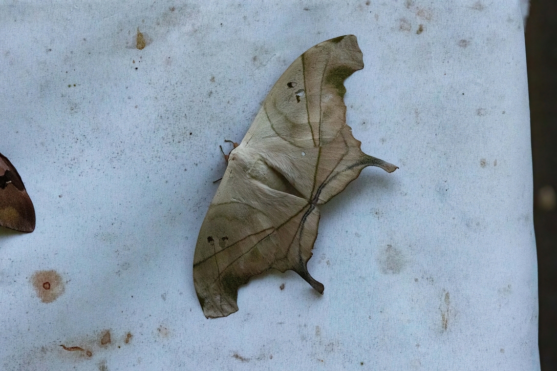 Dysdaemonia boreas (Saturniidae) Estacion Biologica Los Amigos, Madre de Dios, Peru. Nov 3, 2023 Dysdaemonia boreas,Geotagged,Peru,Spring