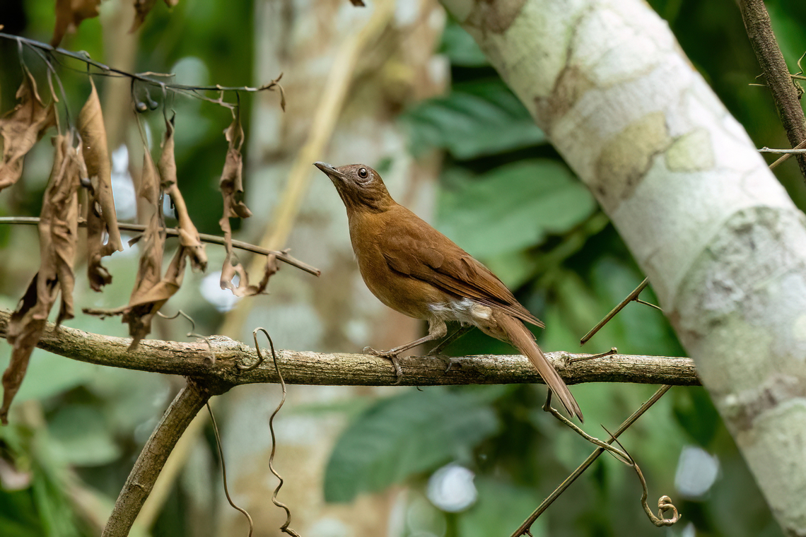 Hauxwell's thrush (Turdus hauxwelli) Estacion Biologica Los Amigos, Madre de Dios, Peru. Nov 3, 2023 Geotagged,Hauxwell's thrush,Peru,Spring,Turdus hauxwelli