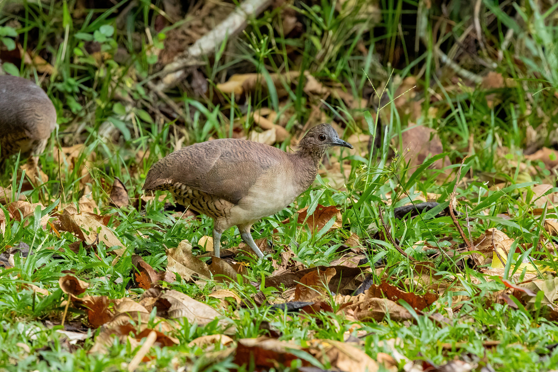Undulated tinamou (Crypturellus undulatus) Estacion Biologica Los Amigos, Madre de Dios, Peru. Nov 3, 2023 Crypturellus undulatus,Geotagged,Peru,Spring,Undulated tinamou