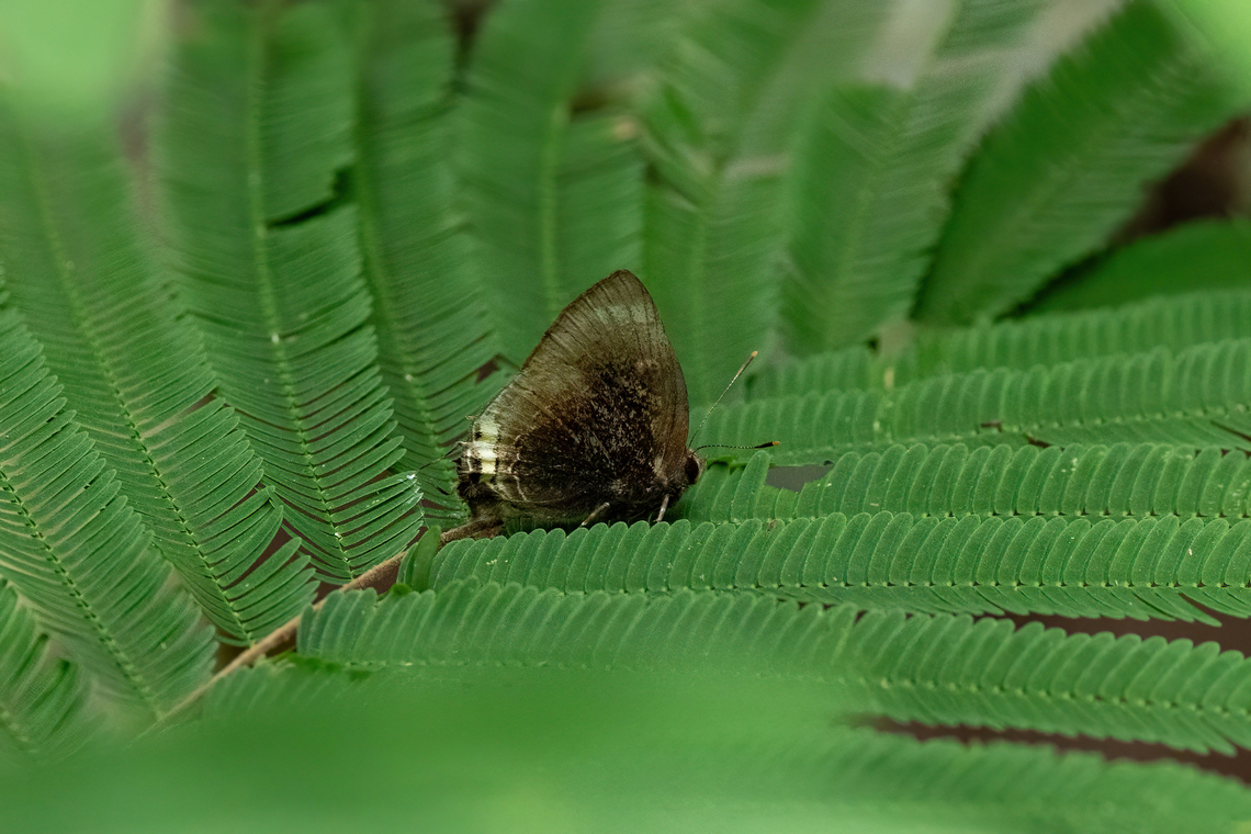 Gossenia lycabas (Lycaenidae) Concesion Villa Ana, Madre de Dios, Peru. Oct 27, 2023 Geotagged,Gossenia lycabas,Peru,Spring