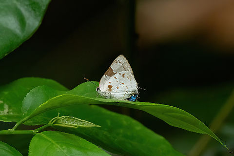 Tmolus cydrara (Lycaenidae) Concesion Villa Ana, Madre de Dios, Peru. Oct 27, 2023 Geotagged,Peru,Spring,Tmolus cydrara