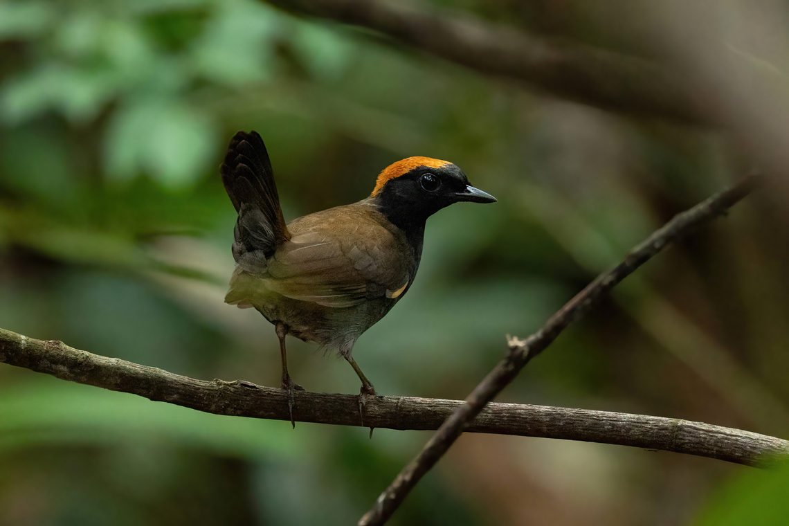 Rufous-capped antthrush (Formicarius colma) Concesion Villa Ana, Madre de Dios, Peru. Oct 28, 2023 Formicarius colma,Geotagged,Peru,Rufous-capped antthrush,Spring