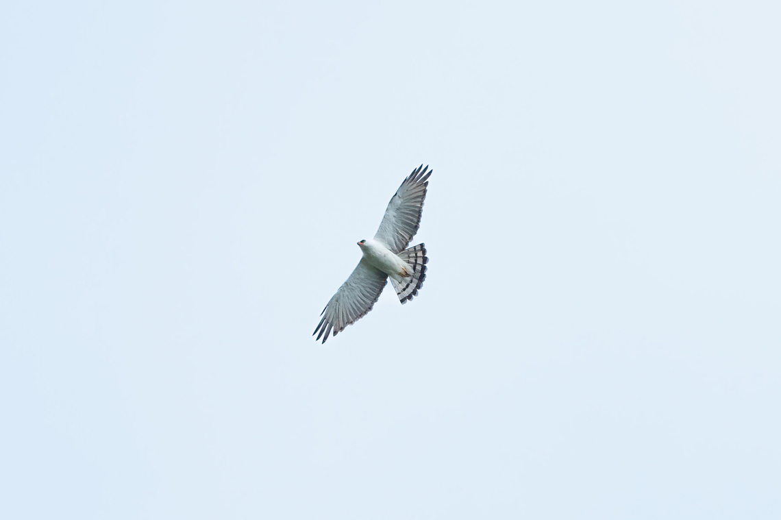 Black-and-white hawk-eagle (Spizaetus melanoleucus) Estacion Biologica Los Amigos, Madre de Dios, Peru. Nov 3, 2023 Black-and-white hawk-eagle,Geotagged,Peru,Spizaetus melanoleucus,Spring