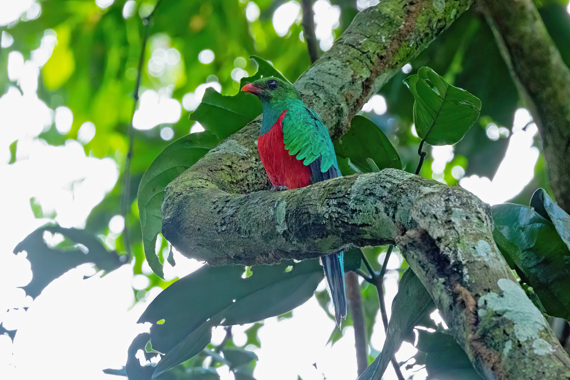 Pavonine Quetzal (Pharomachrus pavoninus) Estacion Biologica Los Amigos, Madre de Dios, Peru. Nov 3, 2023 Geotagged,Pavonine quetzal,Peru,Pharomachrus pavoninus,Spring