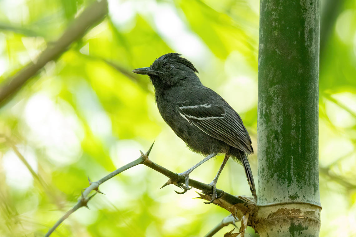 White-lined Antbird (Myrmoborus lophotes) Estacion Biologica Los Amigos, Madre de Dios, Peru. Nov 3, 2023 Geotagged,Myrmoborus lophotes,Peru,Spring,White-lined antbird
