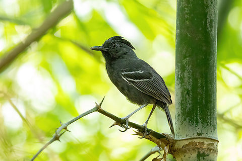 White-lined Antbird (Myrmoborus lophotes) Estacion Biologica Los Amigos, Madre de Dios, Peru. Nov 3, 2023 Geotagged,Myrmoborus lophotes,Peru,Spring,White-lined antbird