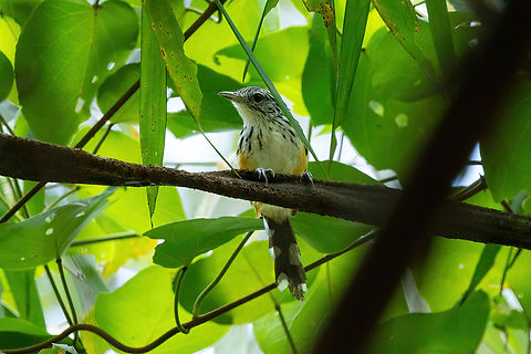 Striated antbird (Drymophila devillei) Estacion Biologica Los Amigos, Madre de Dios, Peru. Nov 3, 2023 Drymophila devillei,Geotagged,Peru,Spring,Striated antbird