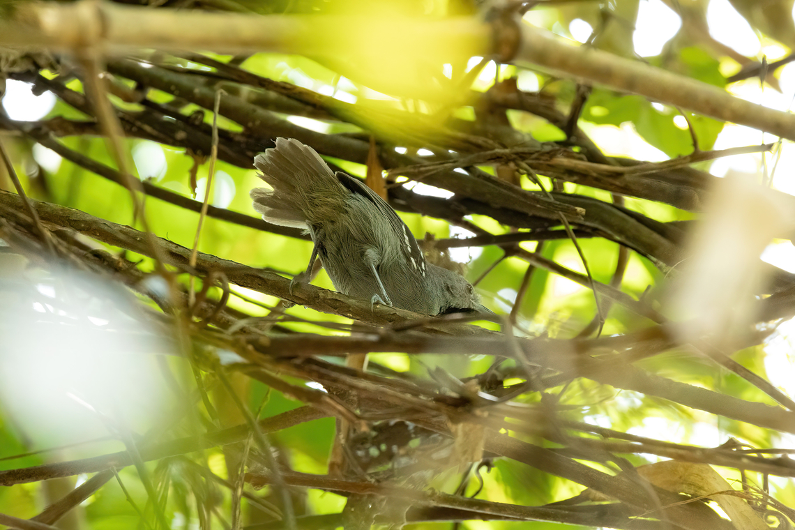 Ornate stipplethroat (Epinecrophylla ornata) Estacion Biologica Los Amigos, Madre de Dios, Peru. Nov 3, 2023 Epinecrophylla ornata,Geotagged,Ornate stipplethroat,Peru,Spring