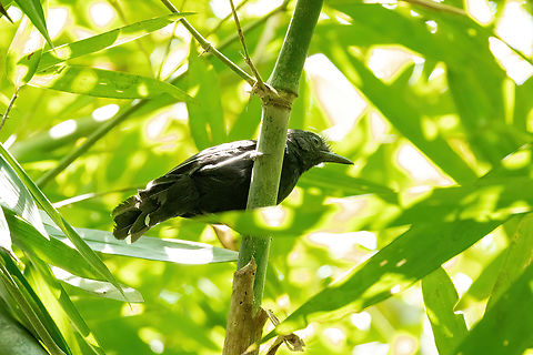 Manu antbird (Cercomacra manu) Estacion Biologica Los Amigos, Madre de Dios, Peru. Nov 3, 2023 Cercomacra manu,Geotagged,Manu antbird,Peru,Spring
