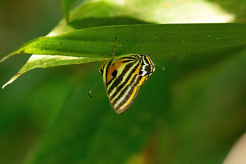 Euselasia toppini (Riodinidae) Concesion Villa Ana, Madre de Dios, Peru. Oct 28, 2023 Euselasia toppini,Geotagged,Peru,Spring