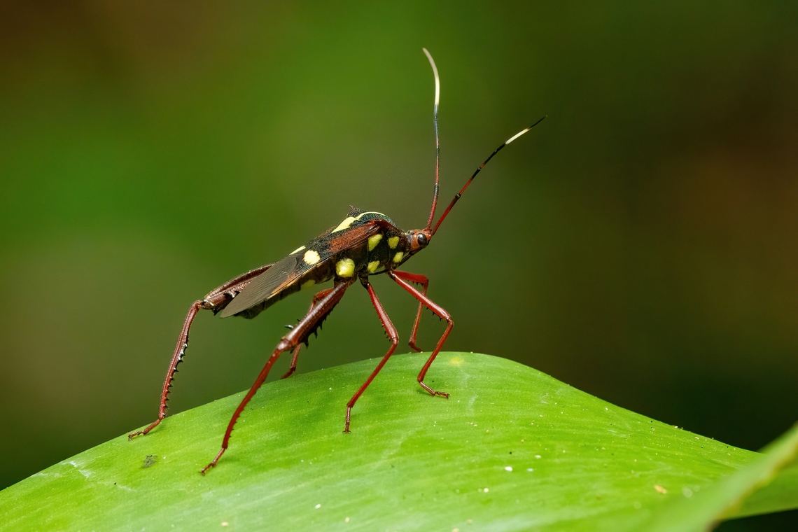 Salapia signata (Coreidae) Concesion Villa Ana, Madre de Dios, Peru. Oct 28, 2023 Geotagged,Peru,Salapia signata,Spring