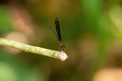 Chalcopteryx rutilans (Polythoridae) Concesion Villa Ana, Madre de Dios, Peru. Oct 28, 2023 Chalcopteryx rutilans,Geotagged,Peru,Spring