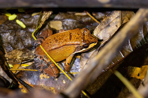 Loreto White-lipped Frog (Leptodactylus rhodomystax) Concesion Villa Ana, Madre de Dios, Peru. Oct 28, 2023 Geotagged,Leptodactylus rhodomystax,Peru,Spring
