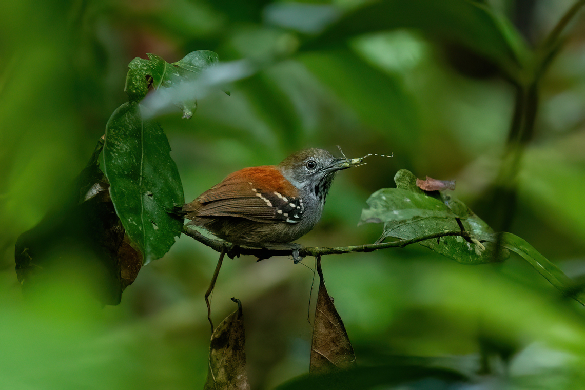 Rio Madeira Stipplethroat (Epinecrophylla amazonica) Concesion Villa Ana, Madre de Dios, Peru. Oct 28, 2023 Epinecrophylla amazonica,Geotagged,Peru,Rio Madeira stipplethroat,Spring
