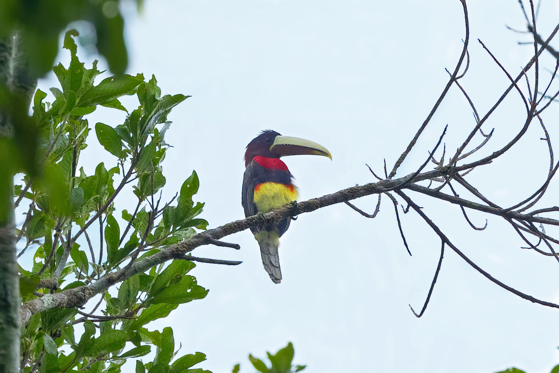 Ivory-billed aracari (Pteroglossus azara) Concesion Villa Ana, Madre de Dios, Peru. Oct 29, 2023 Geotagged,Ivory-billed aracari,Peru,Pteroglossus azara,Spring