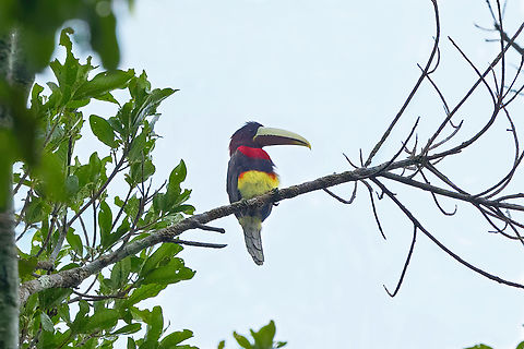 Ivory-billed aracari (Pteroglossus azara) Concesion Villa Ana, Madre de Dios, Peru. Oct 29, 2023 Geotagged,Ivory-billed aracari,Peru,Pteroglossus azara,Spring