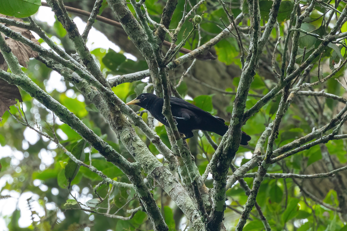 Red-rumped cacique (Cacicus haemorrhous) Concesion Villa Ana, Madre de Dios, Peru. Oct 29, 2023 Cacicus haemorrhous,Geotagged,Peru,Red-rumped cacique,Spring