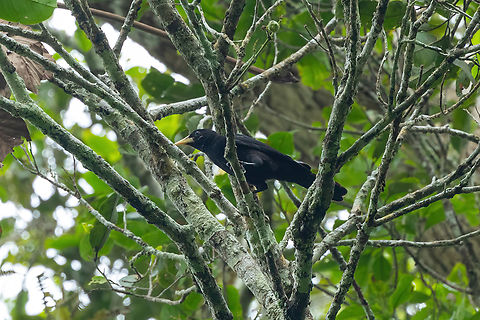 Red-rumped cacique (Cacicus haemorrhous) Concesion Villa Ana, Madre de Dios, Peru. Oct 29, 2023 Cacicus haemorrhous,Geotagged,Peru,Red-rumped cacique,Spring