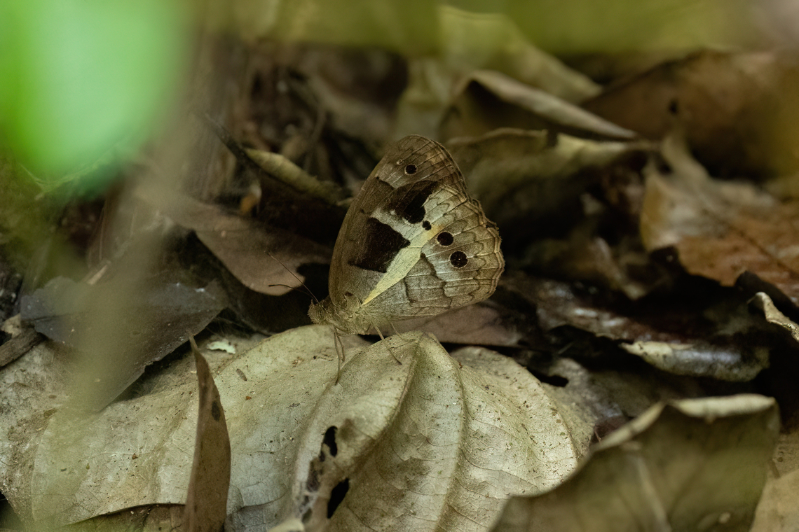 Posttaygetis penelea (Satyrini) Concesion Villa Ana, Madre de Dios, Peru. Oct 29, 2023 Fall,Geotagged,Peru,Posttaygetis,Posttaygetis penelea,Spring