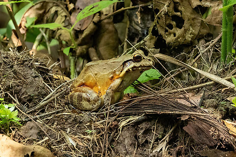Knudsen's Thin-toed Frog