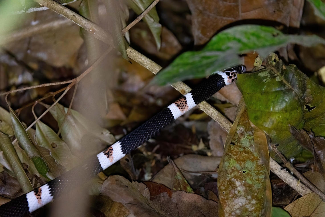 Amazon Banded Snake (Rhinobothryum lentiginosum) Concesion Villa Ana, Madre de Dios, Peru. Oct 29, 2023 Geotagged,Peru,Rhinobothryum lentiginosum,Spring