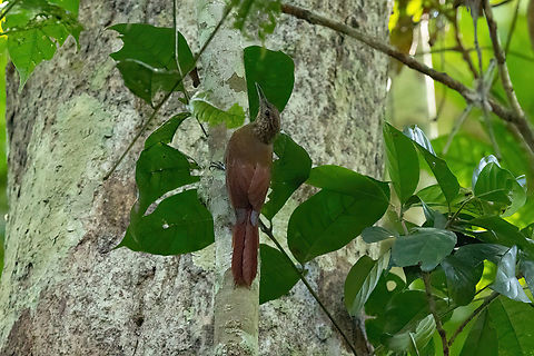 Long-tailed Woodcreeper (Deconychura longicauda) Concesion Villa Ana, Madre de Dios, Peru. Oct 30, 2023 Deconychura longicauda,Geotagged,Long-tailed woodcreeper,Peru,Spring