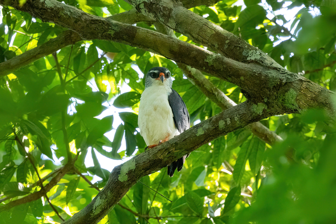 White-browed Hawk (Leucopternis kuhli) Concesion Villa Ana, Madre de Dios, Peru. Oct 30, 2023 Fall,Geotagged,Leucopternis kuhli,Peru,Spring,White-browed hawk