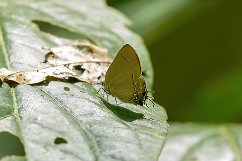 Common Groundstreak (Ziegleria hesperitis) Concesion Villa Ana, Madre de Dios, Peru. Oct 30, 2023 Geotagged,Hesperitis Groundstreak,Peru,Spring,Ziegleria hesperitis