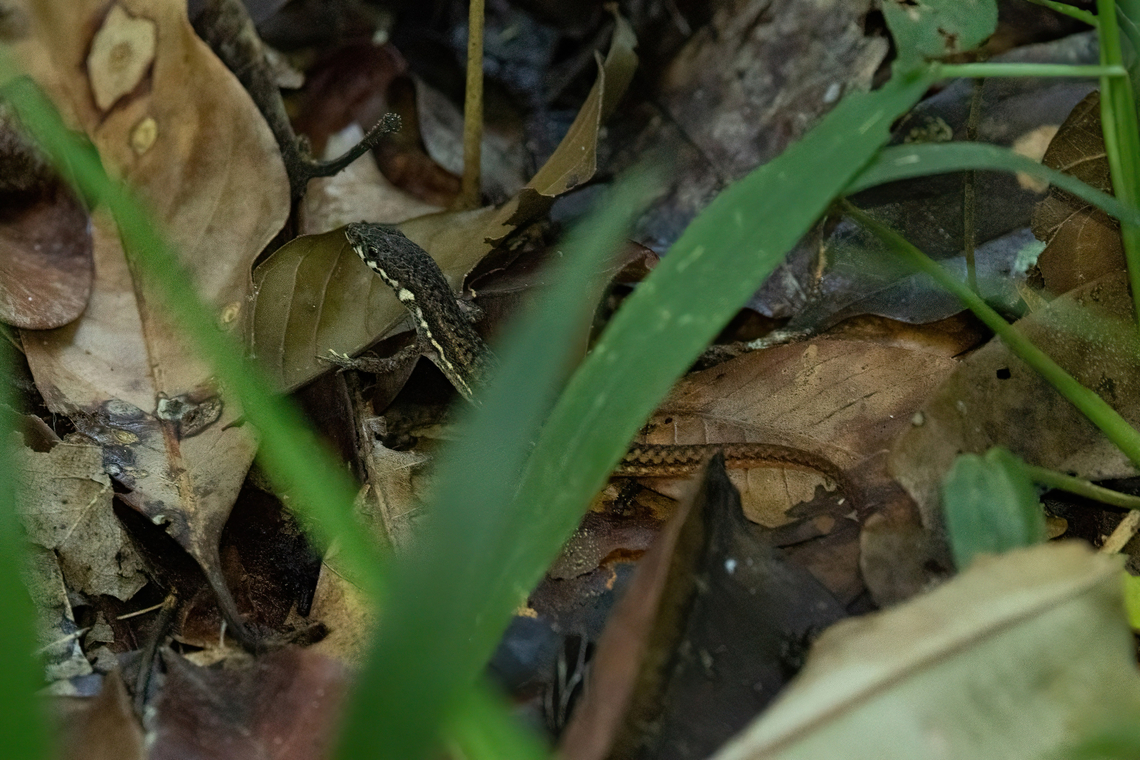 Eigenmann's Eyed Lizard (Cercosaura eigenmanni) Concesion Villa Ana, Madre de Dios, Peru. Oct 30, 2023 Cercosaura eigenmanni,Geotagged,Peru,Spring