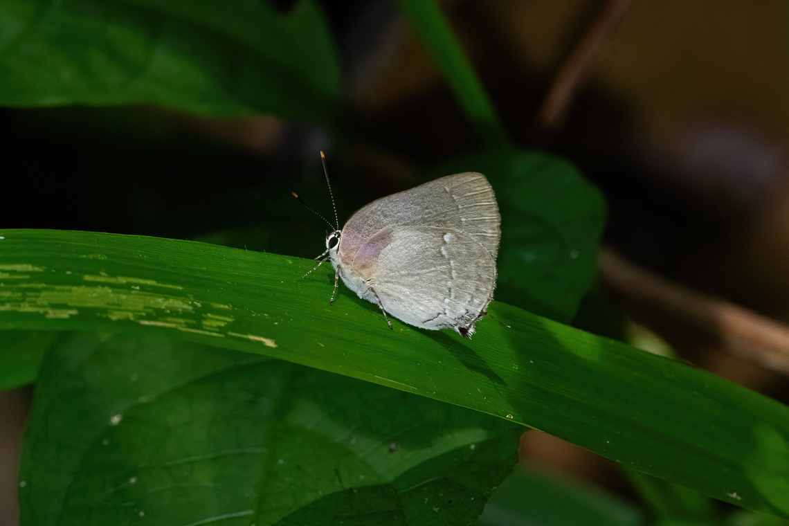 Celmia color (Lycaenidae) Concesion Villa Ana, Madre de Dios, Peru. Oct 30, 2023 Celmia color,Geotagged,Peru,Spring