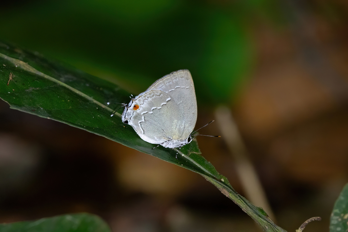 Strephonota sphinx (Lycaenidae) Concesion Villa Ana, Madre de Dios, Peru. Oct 30, 2023 Geotagged,Peru,Spring,Strephonota sphinx