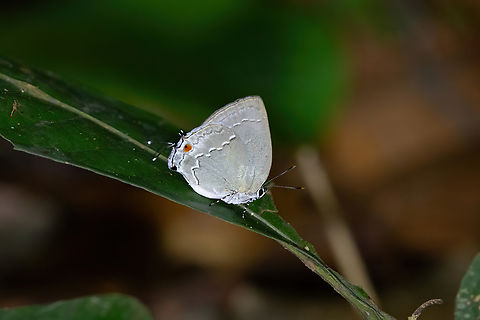 Strephonota sphinx (Lycaenidae) Concesion Villa Ana, Madre de Dios, Peru. Oct 30, 2023 Geotagged,Peru,Spring,Strephonota sphinx