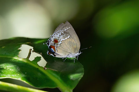 Strephonota adela (Lycaenidae) Concesion Villa Ana, Madre de Dios, Peru. Oct 30, 2023 Geotagged,Peru,Spring,Strephonota adela