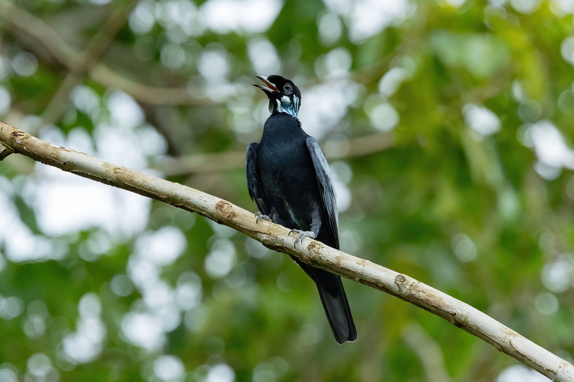 Bare-necked fruitcrow (Gymnoderus foetidus) Estacion Biologica Los Amigos, Madre de Dios, Peru. Oct 31, 2023 Bare-necked fruitcrow,Geotagged,Gymnoderus foetidus,Peru,Spring