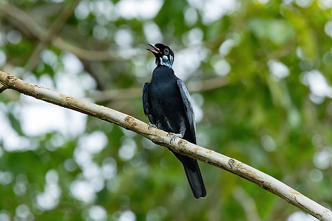 Bare-necked fruitcrow (Gymnoderus foetidus) Estacion Biologica Los Amigos, Madre de Dios, Peru. Oct 31, 2023 Bare-necked fruitcrow,Geotagged,Gymnoderus foetidus,Peru,Spring