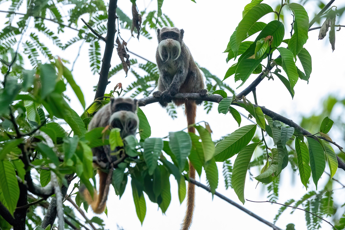 Emperor Tamarin (Saguinus imperator) Estacion Biologica Los Amigos, Madre de Dios, Peru. Nov 1, 2023 Emperor Tamarin,Geotagged,Peru,Saguinus imperator,Spring