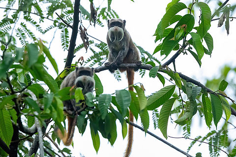 Emperor Tamarin (Saguinus imperator) Estacion Biologica Los Amigos, Madre de Dios, Peru. Nov 1, 2023 Emperor Tamarin,Geotagged,Peru,Saguinus imperator,Spring
