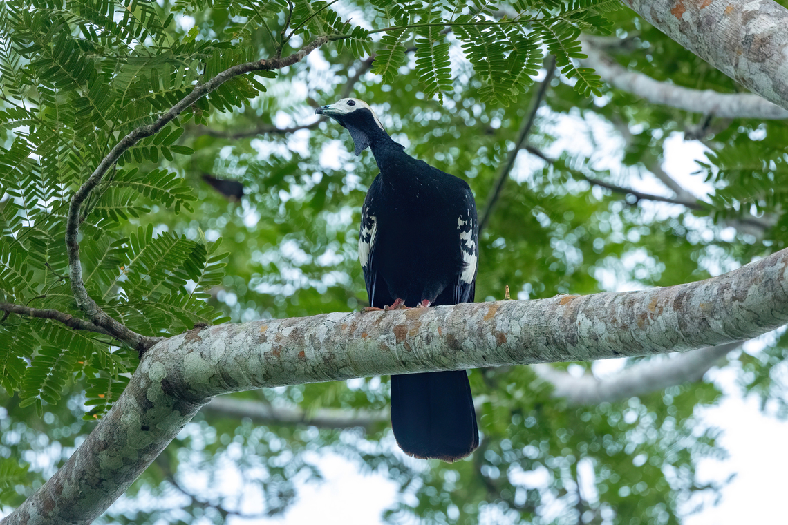 Blue-throated piping guan (Pipile cumanensis) Estacion Biologica Los Amigos, Madre de Dios, Peru. Nov 1, 2023 Blue-throated piping guan,Geotagged,Peru,Pipile cumanensis,Spring