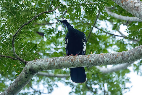 Blue-throated piping guan (Pipile cumanensis) Estacion Biologica Los Amigos, Madre de Dios, Peru. Nov 1, 2023 Blue-throated piping guan,Geotagged,Peru,Pipile cumanensis,Spring