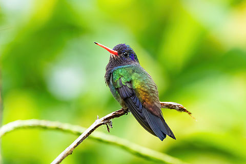 White-chinned sapphire (Hylocharis cyanus) Estacion Biologica Los Amigos, Madre de Dios, Peru. Nov 1, 2023 Geotagged,Hylocharis cyanus,Peru,Spring,White-chinned sapphire