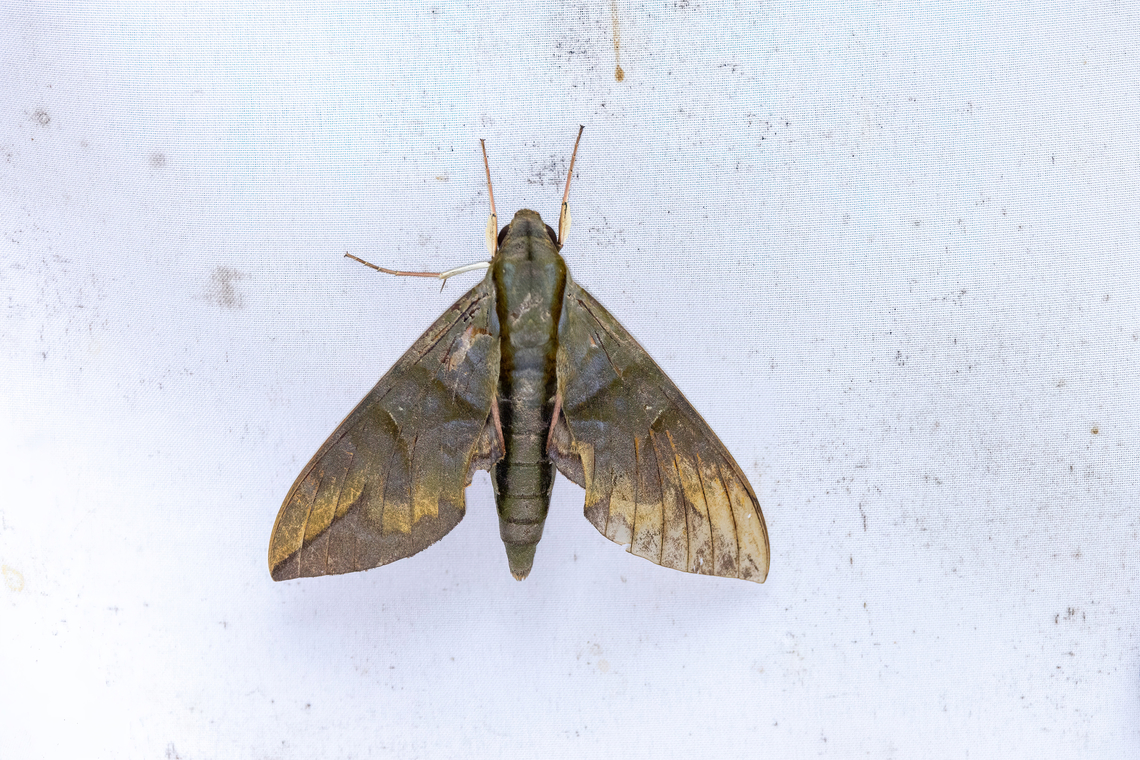 Eumorpha phorbas (Sphingidae) Estaci&oacute;n Biol&oacute;gica Los Amigos, Madre de Dios, Peru. Nov 1, 2023 Eumorpha phorbas,Geotagged,Peru,Spring