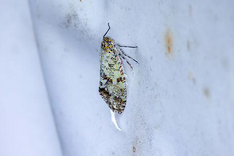 Phenax variegata