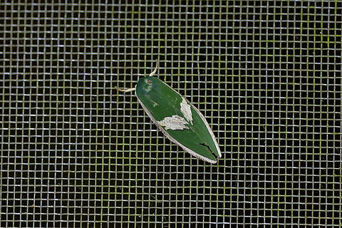 Moresa costalis (Notodontidae) Estacion Biologica Los Amigos, Madre de Dios, Peru. Nov 1, 2023 Geotagged,Moresa costalis,Peru,Spring